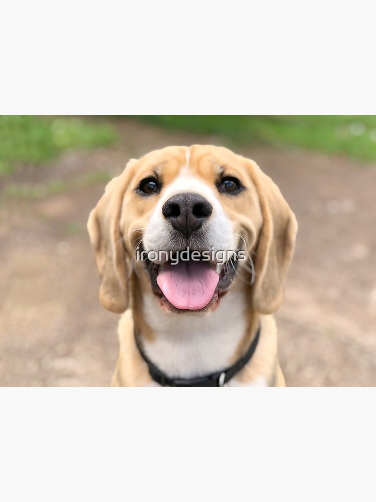 Beagle smile hot sale