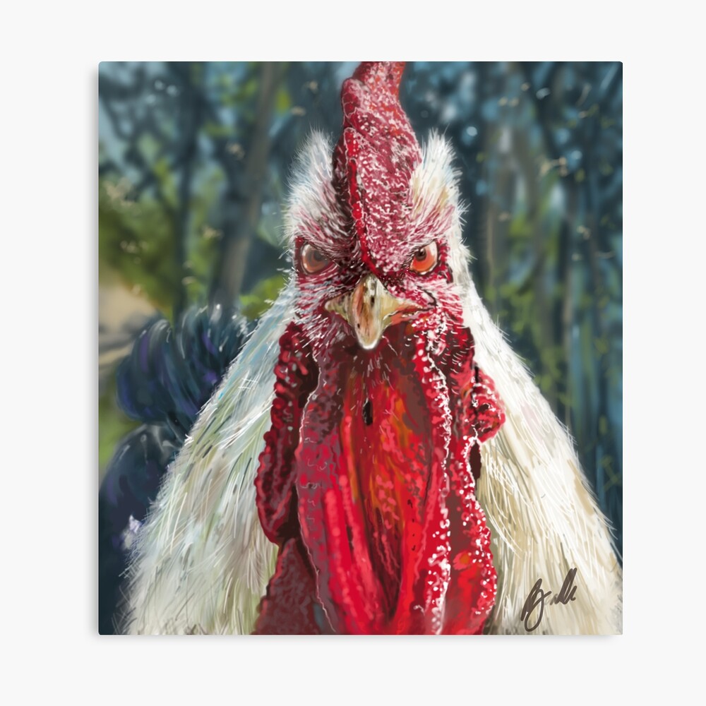 Rooster Chicken Portrait, Although this looks like an old-f…