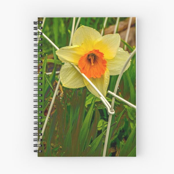 Item preview, Caged Daffodil in HDR designed and sold by Bryan Spellman.