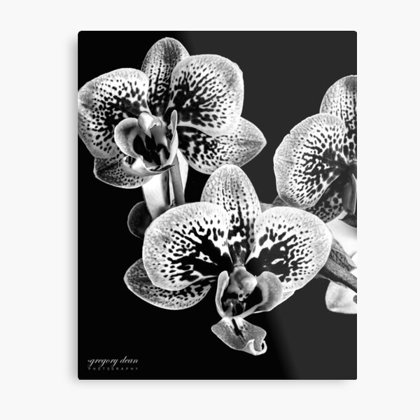 Mini-Orchid - Black & White Metal Print