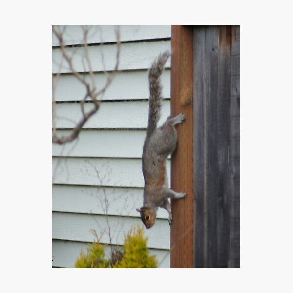 Item preview, Fence Climber designed and sold by Loisb.