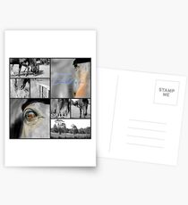 Horses Postcards
