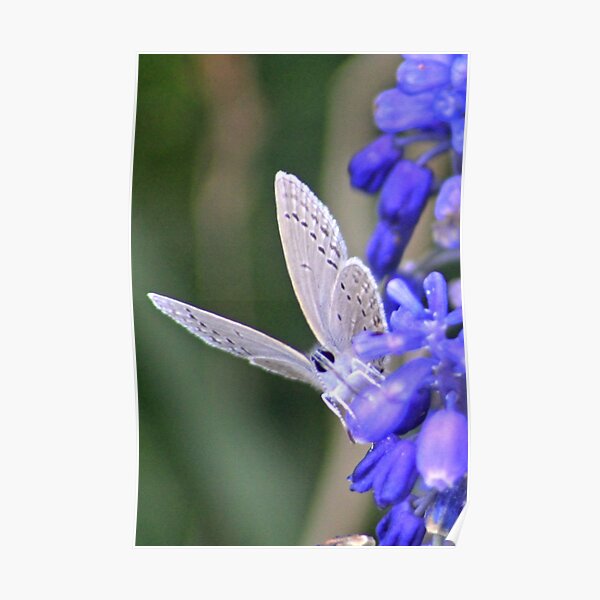 Blue Angel Poster