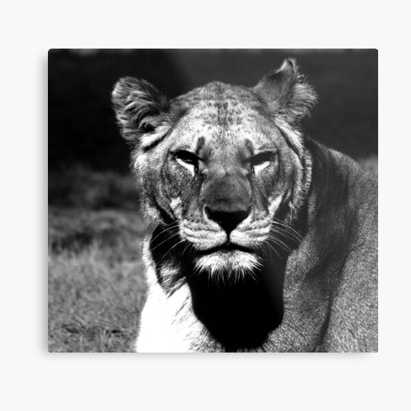 Barbary Lion With Approaching Snow Storm Wall Art, Canvas Prints
