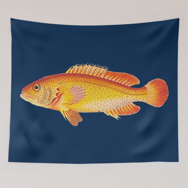 Item preview, Golden Holocentrus illustration from The Naturalist's Miscellany designed and sold by WaveTheMan.