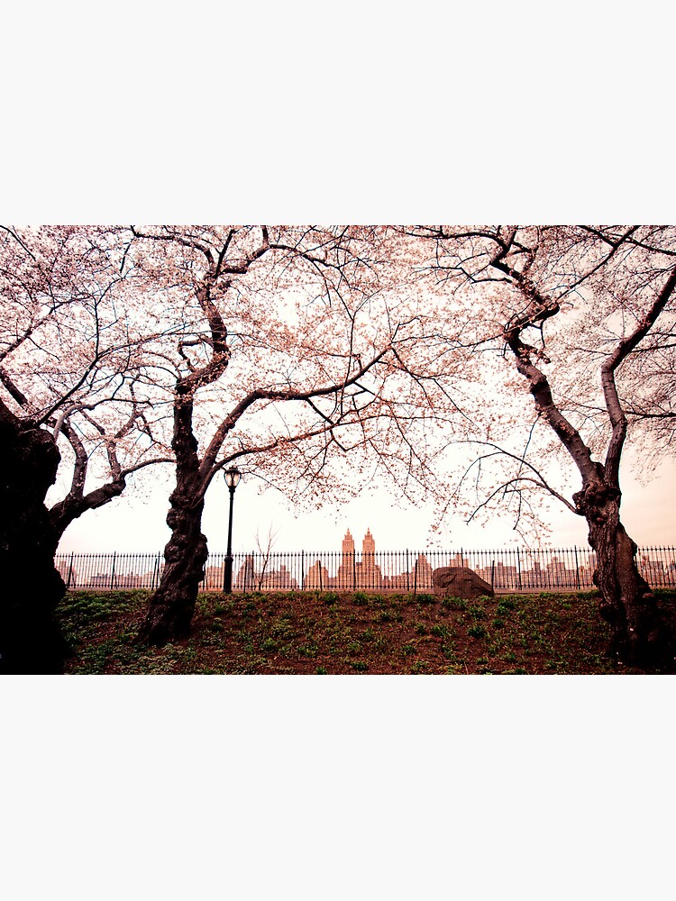 Cherry Blossoms - Central Park Reservoir - New York City by vgucwaphoto
