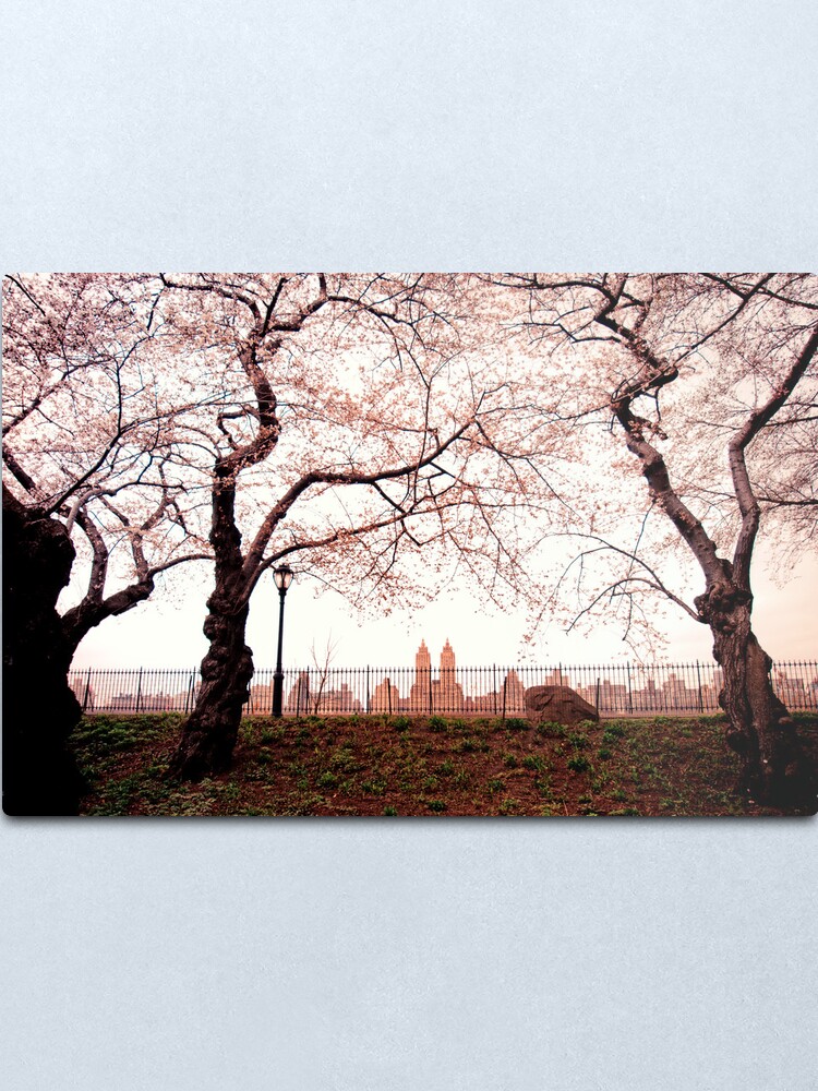 Alternate view of Cherry Blossoms - Central Park Reservoir - New York City Metal Print