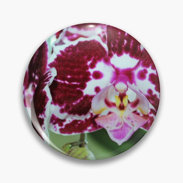 Artikelvorschau, Hot Pink Moth Orchid Nahaufnahme entworfen und verkauft von dahlymama.