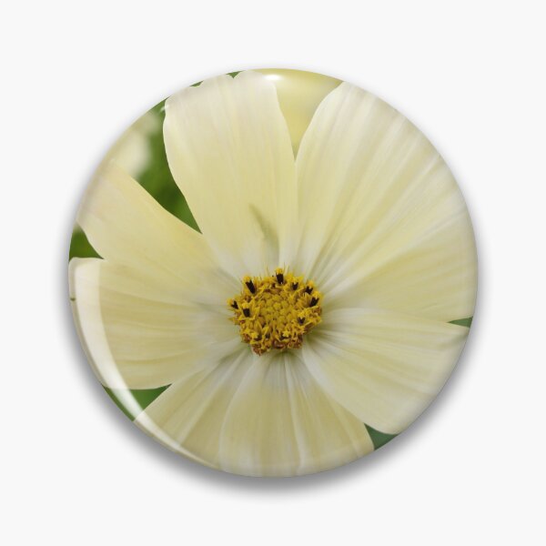 Item preview, Cosmos bipinnatus  'Lemonade'  Cosmea  Mexican aster   designed and sold by Chris Burrows.