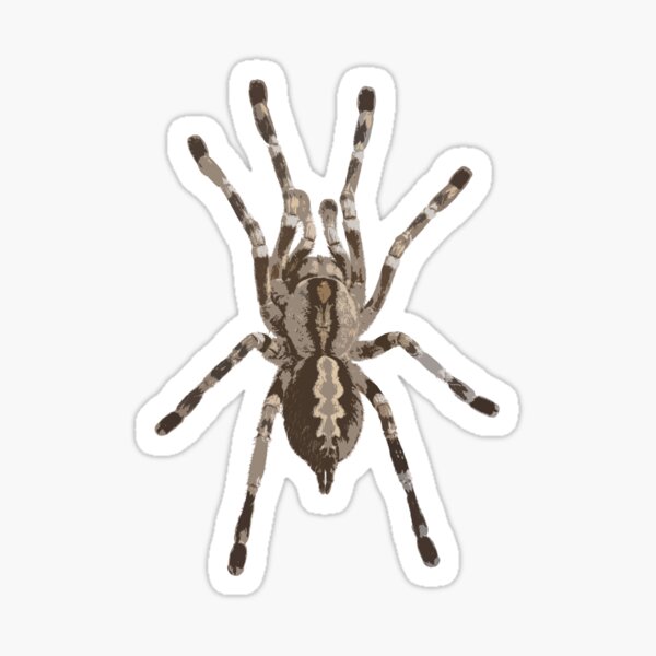 Item preview, Ghost Ornamental tarantula spider designed and sold by What's Good!.