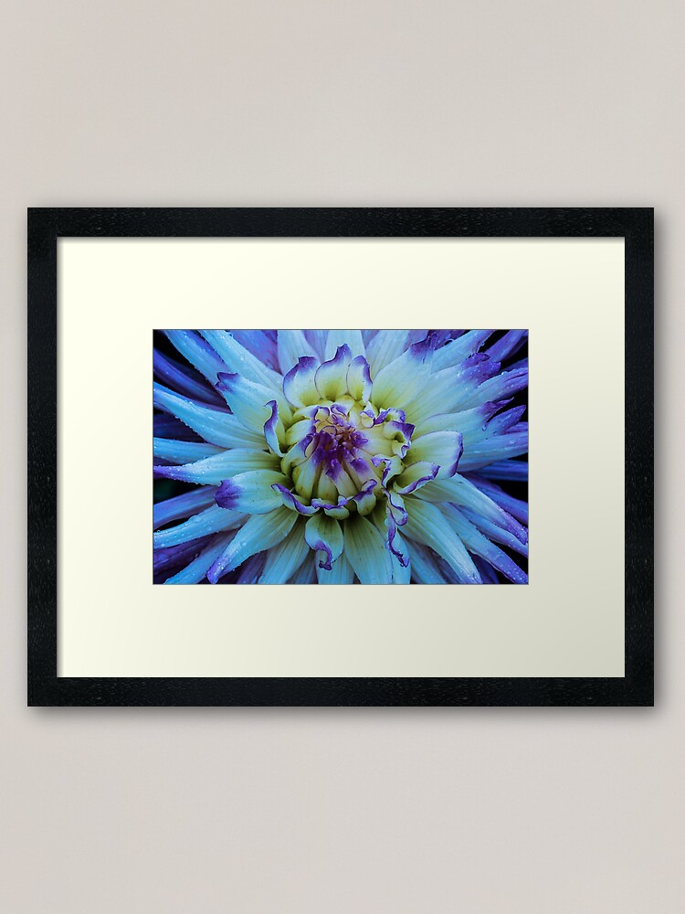 Alternate view of Dahlia Star Framed Art Print