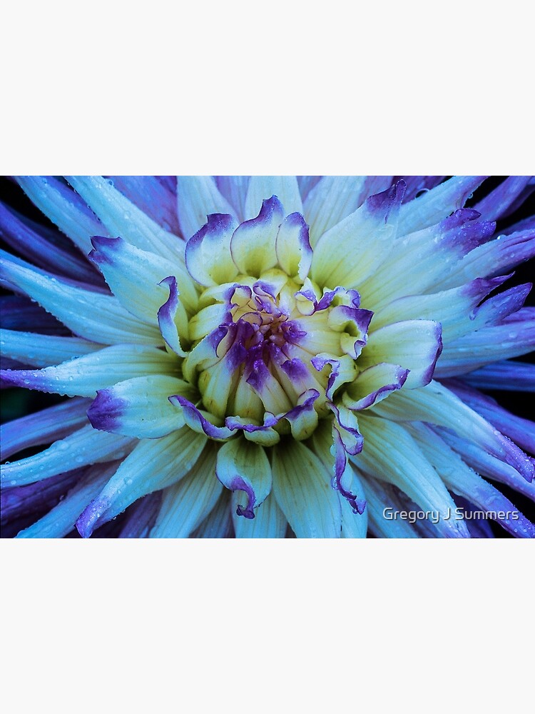 Dahlia Star by nikongreg
