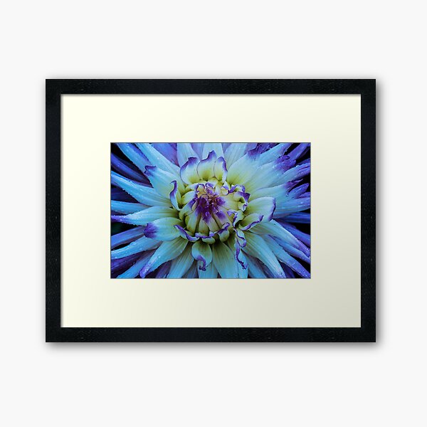 Dahlia Star Framed Art Print
