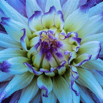 Artwork thumbnail, Dahlia Star by Gregory J Summers