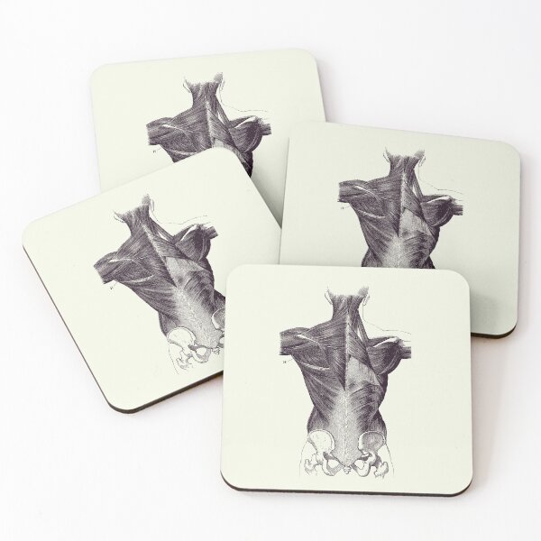 Item preview, Upper Body Muscular System - Backside - Vintage Anatomy 2 designed and sold by VAposters.
