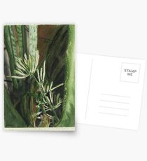Blooming Snake Plant (Sansevieria trifasciata ) Postcards
