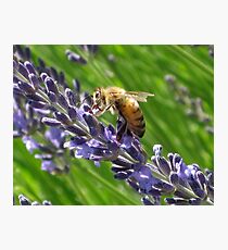 Lavender Bee Photographic Print