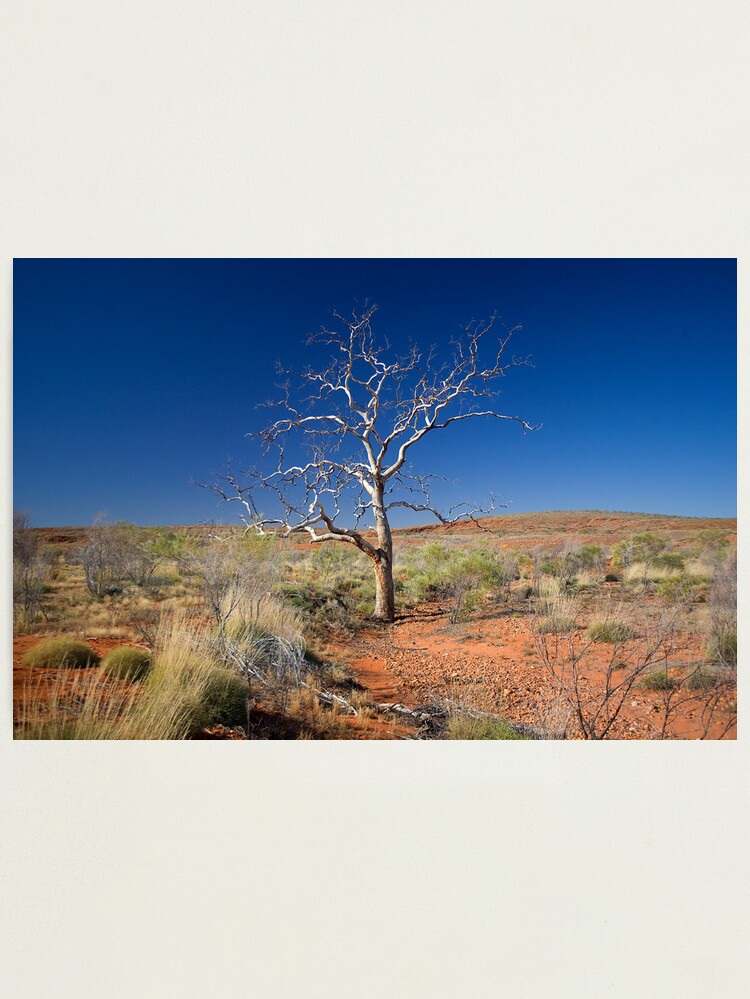 Thumbnail 1 of 3, Photographic Print, Lone Tree designed and sold by RICHARDW.