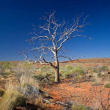 Artwork thumbnail, Lone Tree by Richard  Windeyer