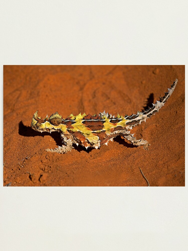 Alternate view of Thorny Devil Photographic Print