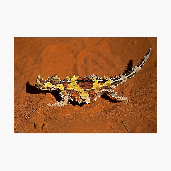 Thorny Devil Photographic Print