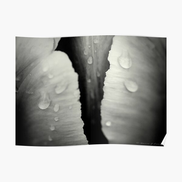 Wet Poster
