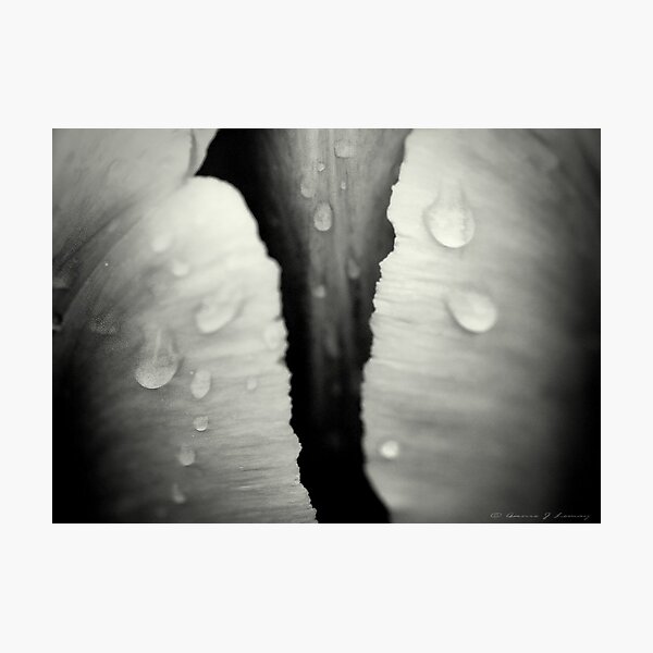 Wet Photographic Print
