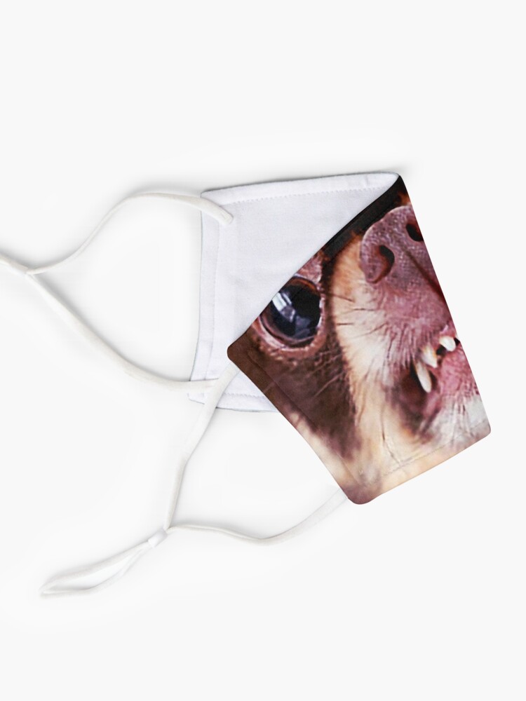 Chihuahua Aggressiver Hund Knurrt Und Sieht Wutend Aus Tiere Geschenke Sicherer Gesichtsschutz Fur Manner Frauen Maske Von Davosllc Redbubble