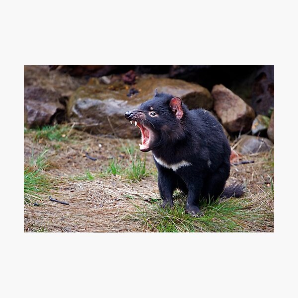 Scream! Photographic Print