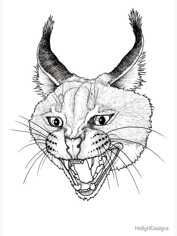 Caracal Cat One | Art Board Print