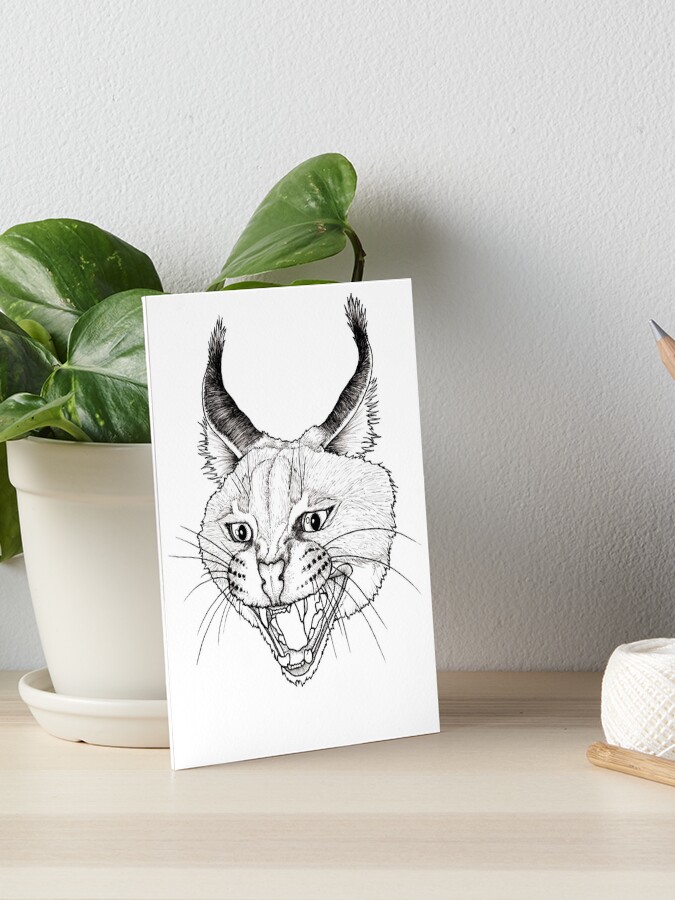 Caracal Cat One | Art Board Print