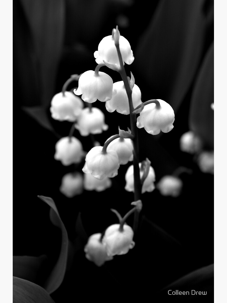 "Lilies of the Valley" Poster for Sale by colgdrew Redbubble
