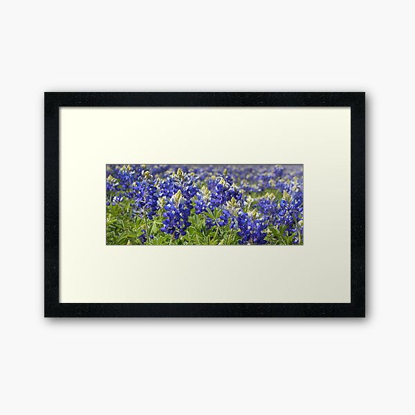 Bluebonnets Framed Art Print