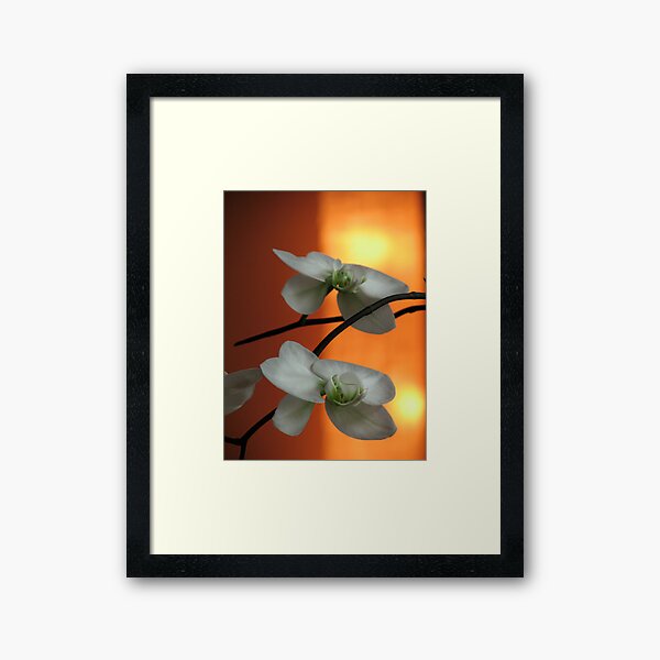 White Orchids Framed Art Print