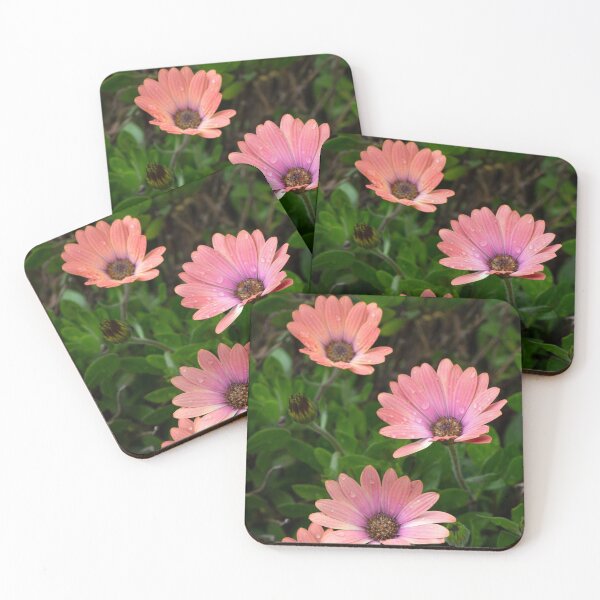 Item preview, Four Pink African Daisy Flowers designed and sold by pixelmountain.
