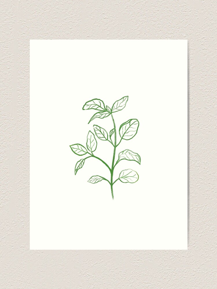 Basil Plant Art Print