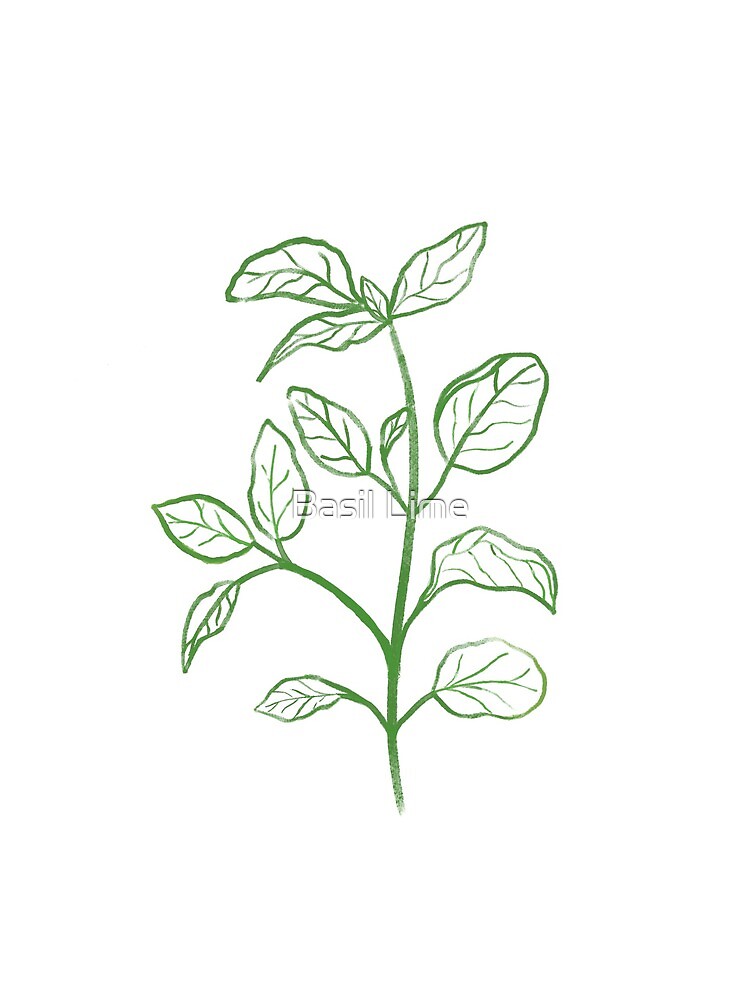 Basil Plant