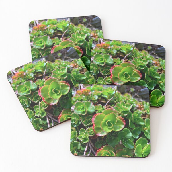 Item preview, Bronze Carpet (Sedum spurium) designed and sold by rocketfoot7.