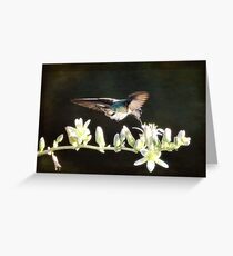 Morning Nectar Flyby Greeting Card