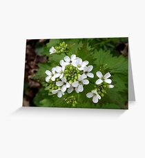 Wild Mustard Greeting Card