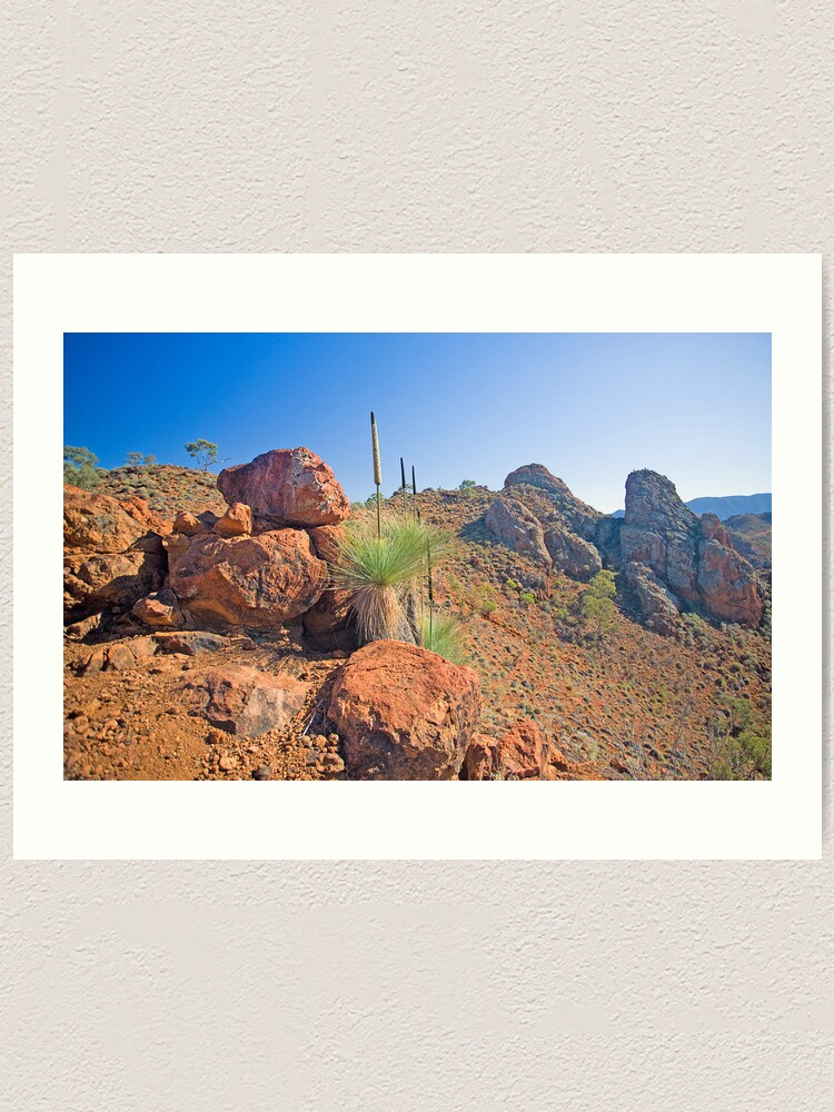Alternate view of Arkaroola Grass Trees 1 Art Print