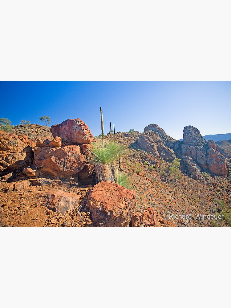 Arkaroola Grass Trees 1 by RICHARDW