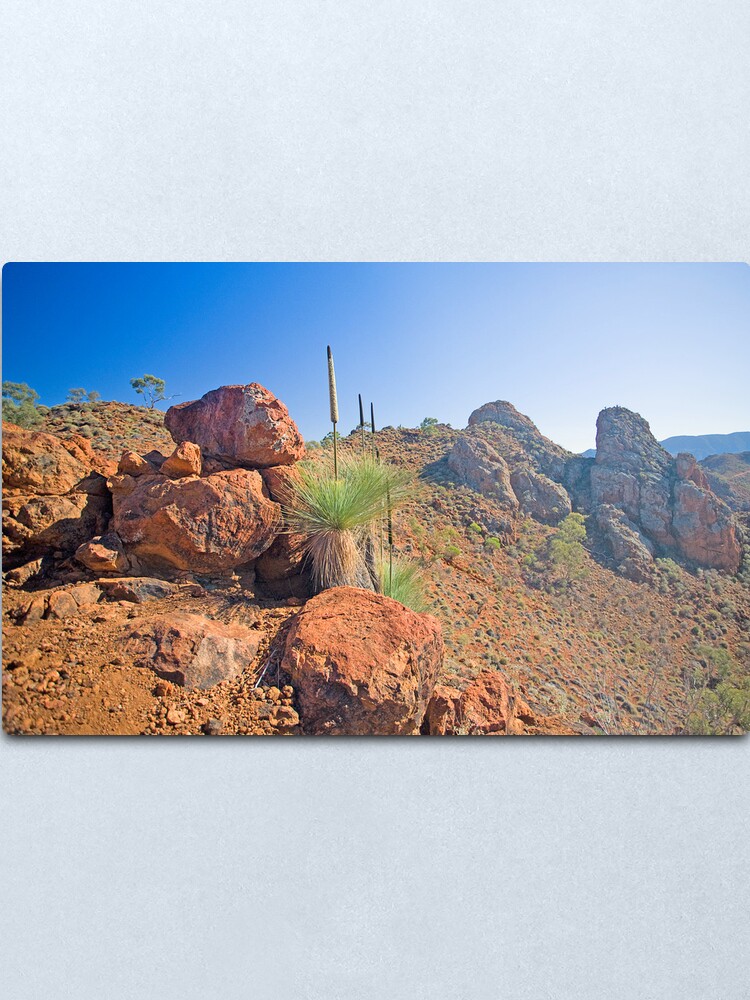 Alternate view of Arkaroola Grass Trees 1 Metal Print