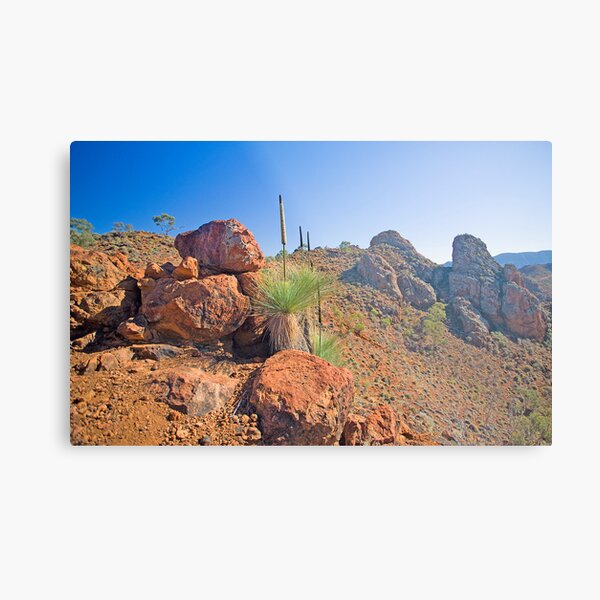 Arkaroola Grass Trees 1 Metal Print