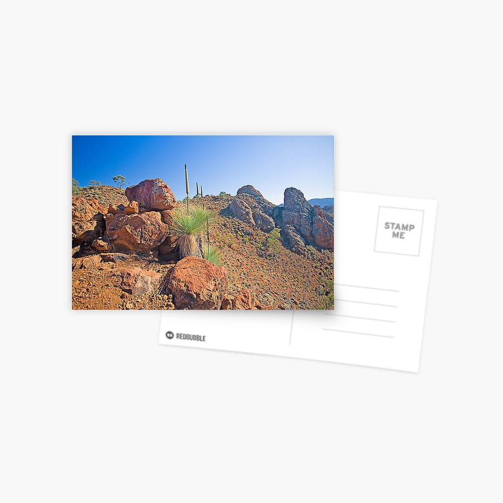 Arkaroola Grass Trees 1 Postcard