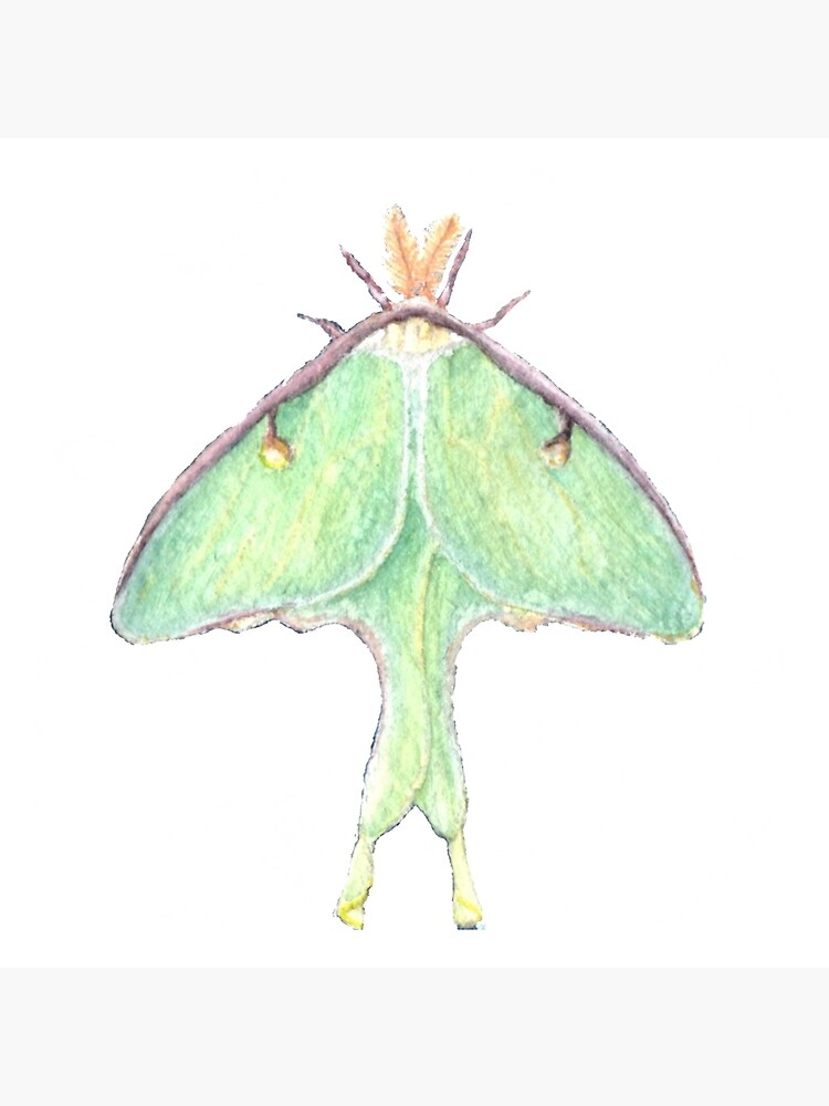 Luna Moth Watercolor" Art Board Print By Mirdmakesthings | Redbubble