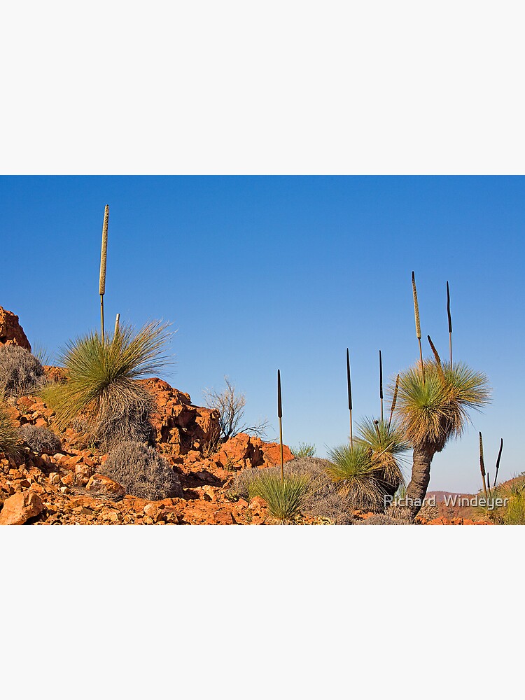 Arkaroola Grass Trees 3 by RICHARDW