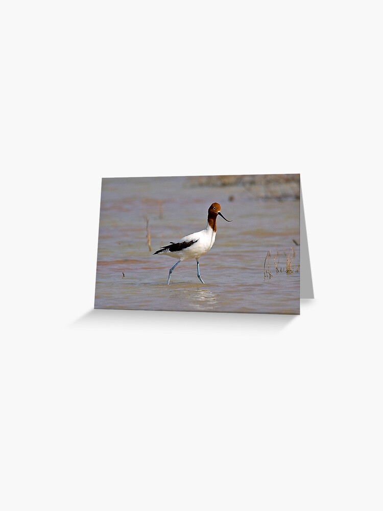 Greeting Card, Red Necked Avocet designed and sold by Richard  Windeyer