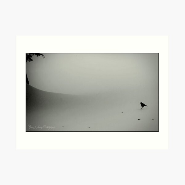 Little Snow Bird Art Print