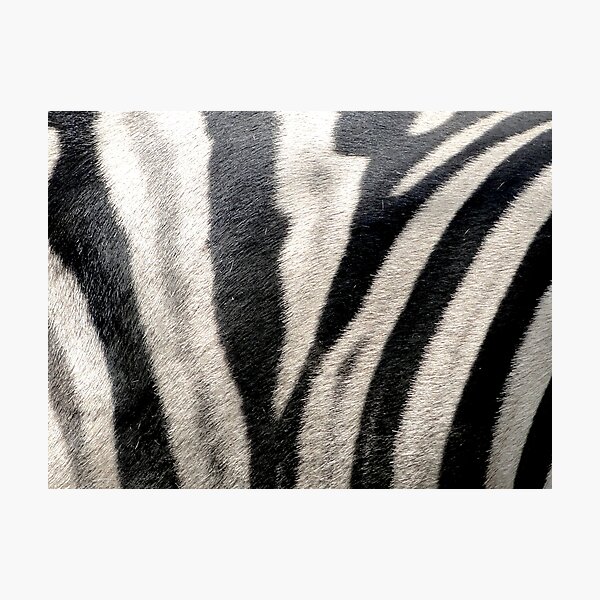 Item preview, Zebra Stripes designed and sold by rocketfoot7.